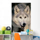 Gray Wolf Wall Mural