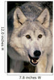 Gray Wolf Wall Mural