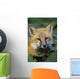 Red Fox Wall Mural
