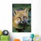 Red Fox Wall Mural