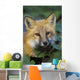 Red Fox Wall Mural