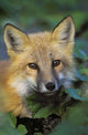 Red Fox Wall Mural