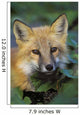 Red Fox Wall Mural