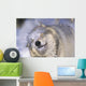 Gray Wolf Shaking Snow Off Face, Rocky Mountains Wall Mural