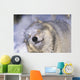 Gray Wolf Shaking Snow Off Face, Rocky Mountains Wall Mural