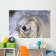 Gray Wolf Shaking Snow Off Face, Rocky Mountains Wall Mural