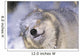 Gray Wolf Shaking Snow Off Face, Rocky Mountains Wall Mural