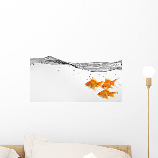 Small Group Goldfish Water