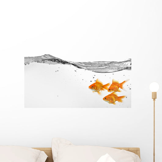 Small Group Goldfish Water