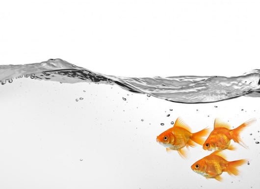 Small Group Goldfish Water