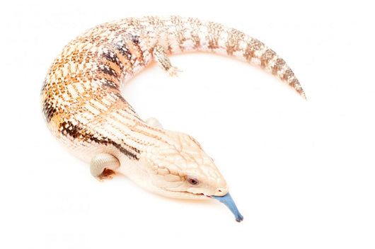 Blue-tongued skink Wall Decal