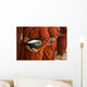Monks With Rice Bowls, Inle Lake, Myanmar Wall Mural