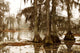 misty morning in the swamp Wall Mural