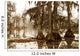 misty morning in the swamp Wall Mural