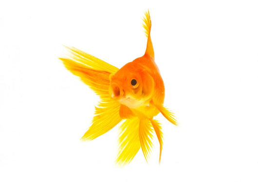 Goldfish Wall Mural