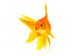 Goldfish Wall Mural