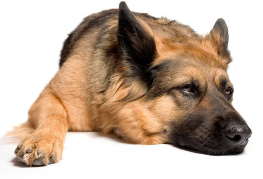 German shepherd Wall Decal