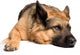 German shepherd Wall Decal