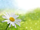 Printemps Fr Hling Wall Decal