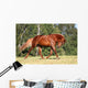 Sorrel Horse Running Meadow Wall Decal