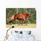 Sorrel Horse Running Meadow Wall Decal