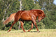 Sorrel Horse Running Meadow Wall Decal