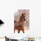Chestnut Arabian Horse Portrait Wall Decal