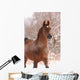 Chestnut Arabian Horse Portrait Wall Decal