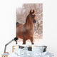 Chestnut Arabian Horse Portrait Wall Decal
