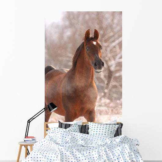 Chestnut Arabian Horse Portrait Wall Decal