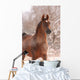 Chestnut Arabian Horse Portrait Wall Decal