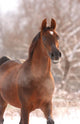 Chestnut Arabian Horse Portrait Wall Decal