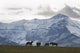 Horses And Mountains, Southern Alberta Wall Mural