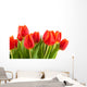 Tulips Rotorange