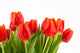 Tulips Rotorange