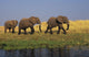 African Elephants, Lake Kariba, Matusadona National Park, Zimbabwe Wall Mural