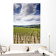 Tuscan Vineyard