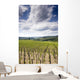 Tuscan Vineyard