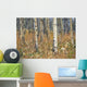 Aspen Forest, Mountain View County Near Water Valley, Alberta Wall Mural
