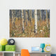Aspen Forest, Mountain View County Near Water Valley, Alberta Wall Mural