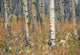 Aspen Forest, Mountain View County Near Water Valley, Alberta Wall Mural