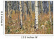 Aspen Forest, Mountain View County Near Water Valley, Alberta Wall Mural