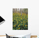 Glacier Lilies In Aspen Forest, Waterton Lakes National Park, Alberta Wall Mural
