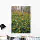 Glacier Lilies In Aspen Forest, Waterton Lakes National Park, Alberta Wall Mural