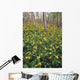 Glacier Lilies In Aspen Forest, Waterton Lakes National Park, Alberta Wall Mural
