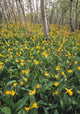 Glacier Lilies In Aspen Forest, Waterton Lakes National Park, Alberta Wall Mural