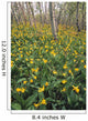Glacier Lilies In Aspen Forest, Waterton Lakes National Park, Alberta Wall Mural