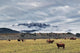 Livingstone Range And Pastureland Along The Oldman River Near Maycroft Wall Mural