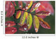 Dew On Wild Rose Leaves In Fall, Kananaskis Country, Alberta Wall Mural