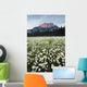 Ox-Eyed Daisies, Cascade Mountain, Banff National Park, Alberta Wall Mural